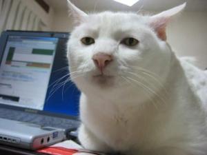 Name:  serious-cat.jpg
Views: 1059
Size:  9.2 KB