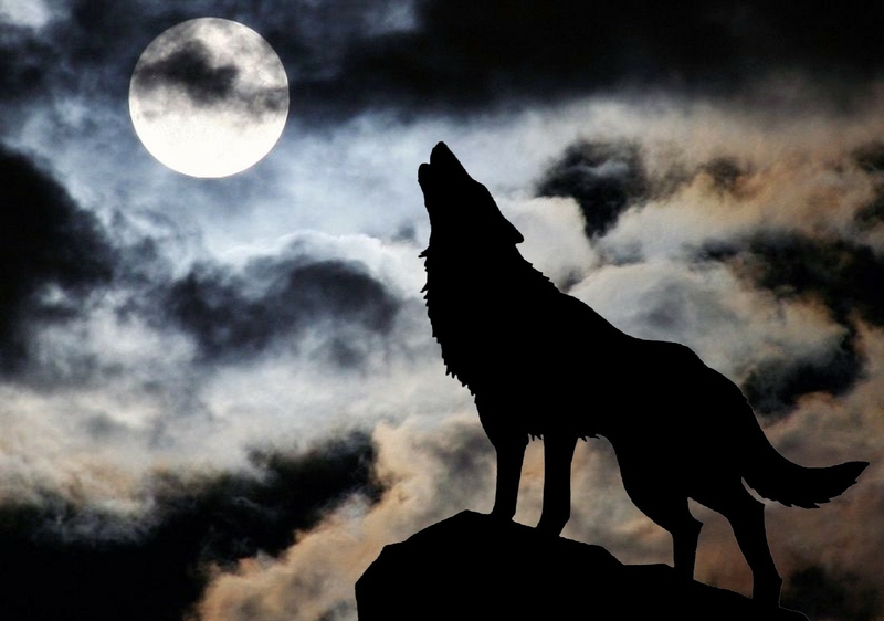 Name:  92013-wolves3-moon-wolves.jpg
Views: 3243
Size:  166.9 KB