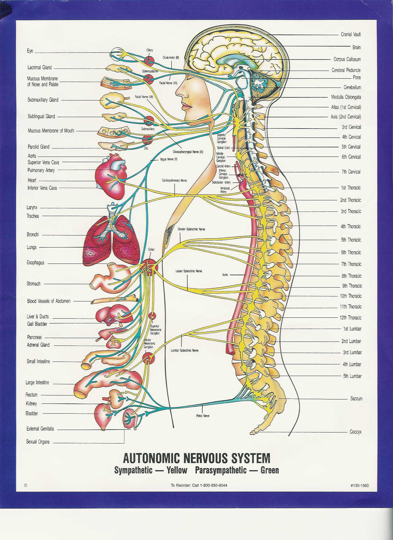 Name:  autonomic nervous system.jpg
Views: 821
Size:  287.3 KB