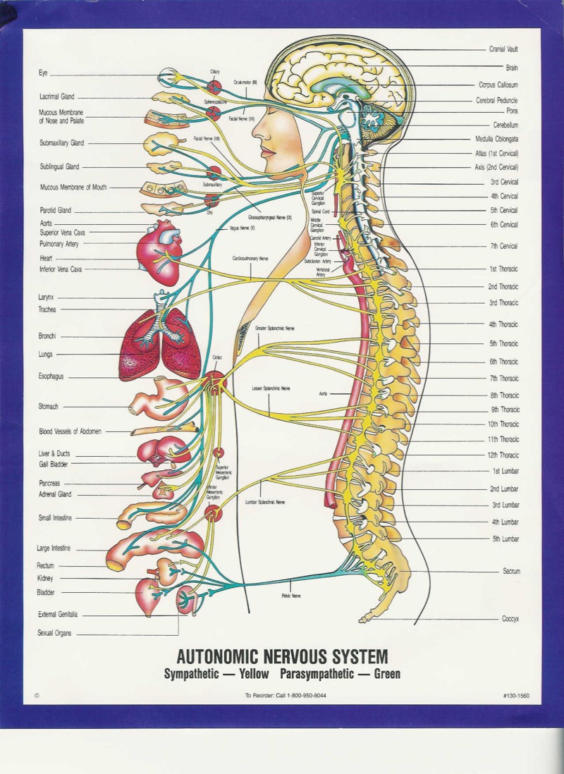 Name:  autonomic nervous system small.jpg
Views: 683
Size:  226.6 KB