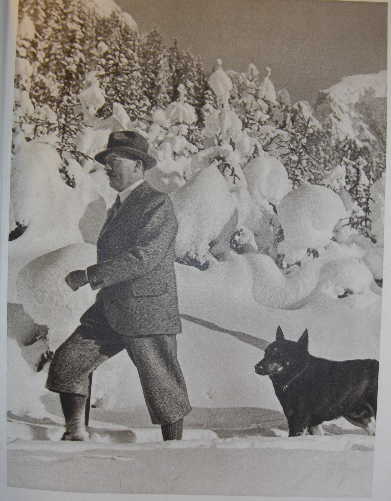 Name:  Walking german shepherd in snow.jpg
Views: 2874
Size:  854.9 KB