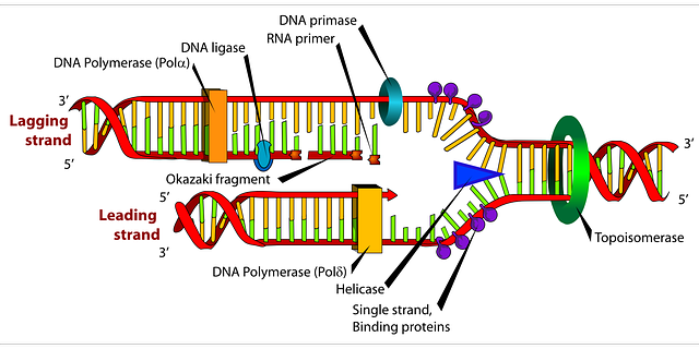 Name:  DNA RNA recombinant diagram.png
Views: 487
Size:  94.7 KB
