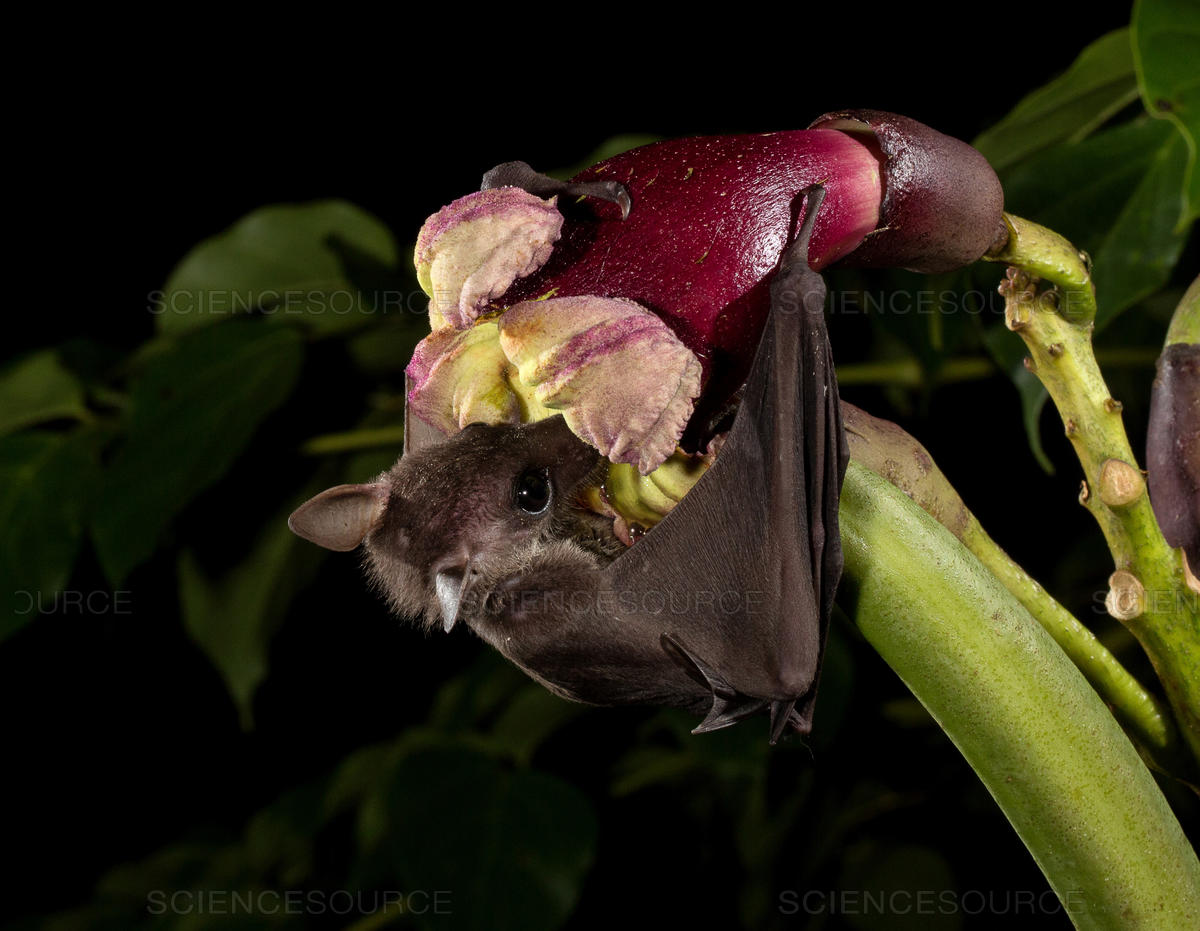 Name:  Bat on Bat Tree.jpg
Views: 1597
Size:  135.2 KB