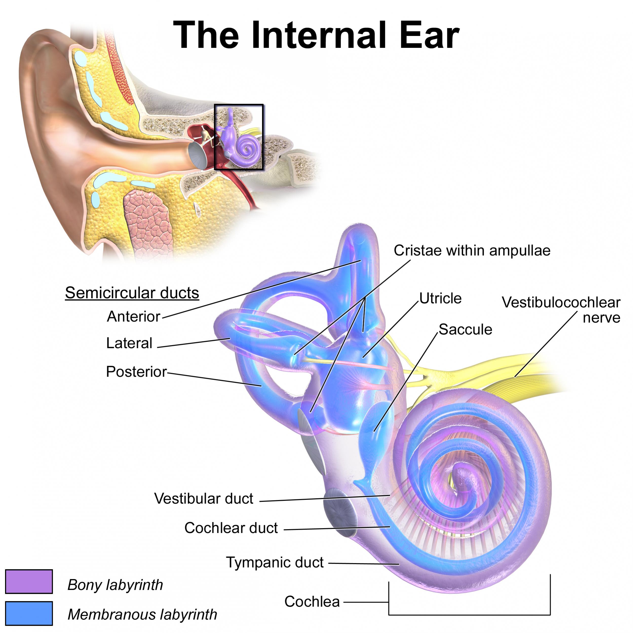 Name:  cochlea saccule utricle.jpg
Views: 3459
Size:  401.7 KB