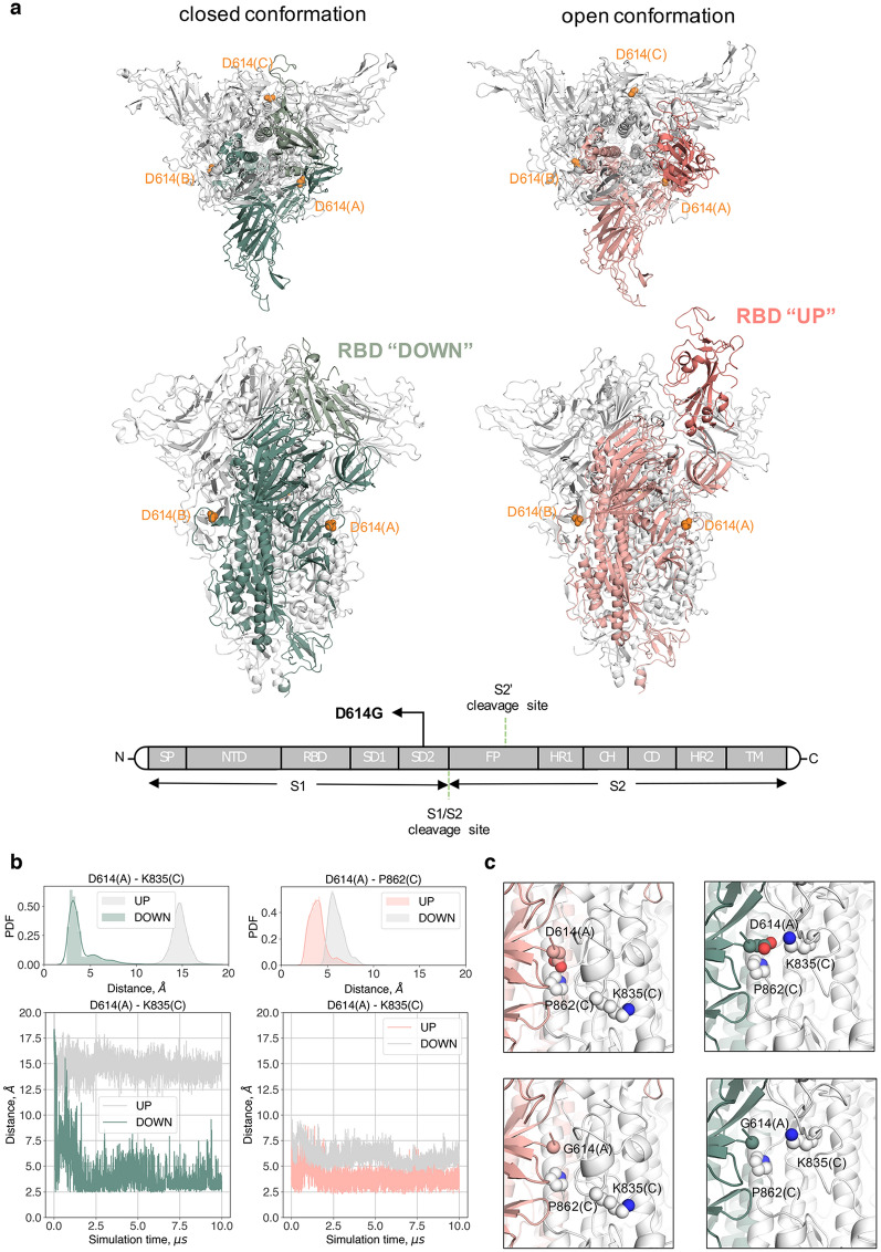 Name:  Variant Spike Protein D614.jpg
Views: 2019
Size:  261.6 KB