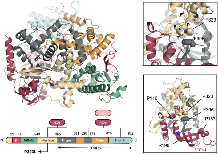 Name:  Variant Spike Protein D614 structural implications.jpg
Views: 1707
Size:  138.1 KB