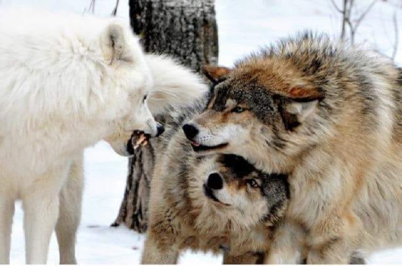 Name:  Female Wolf covers Male Throat.jpg
Views: 540
Size:  118.3 KB