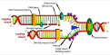 DNA RNA recombinant diagram.png