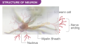 aluminum nerve overlay 5.png