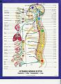 autonomic nervous system metals boiling point.jpg